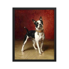 A French Bulldog by Carl Reichert  framed print on a plain backdrop in size 16"x20".