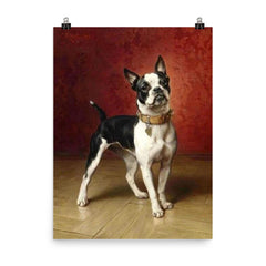 A French Bulldog by Carl Reichert  poster on a plain backdrop in size 8"x10".