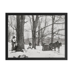 A group of men gathering sap in a Vermont maple sugar camp, 1906 framed print on a plain backdrop in size 18"x24".