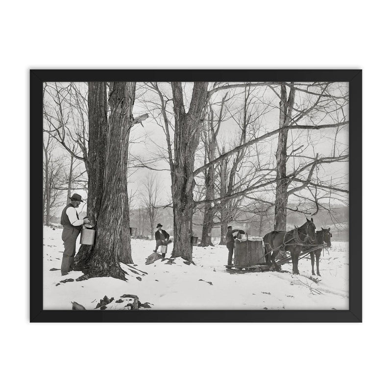 A group of men gathering sap in a Vermont maple sugar camp, 1906 framed print on a plain backdrop in size 18