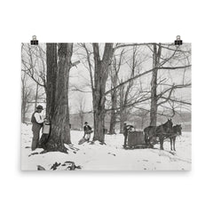 A group of men gathering sap in a Vermont maple sugar camp, 1906 poster on a plain backdrop in size 8"x10".
