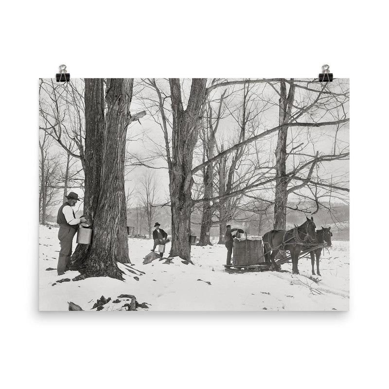 A group of men gathering sap in a Vermont maple sugar camp, 1906 poster on a plain backdrop in size 8