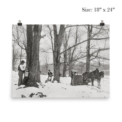 A group of men gathering sap in a Vermont maple sugar camp, 1906 poster 5