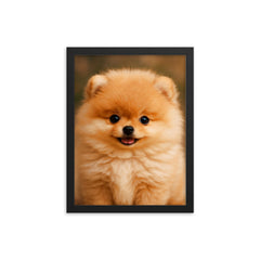 Adorable Pomeranian puppy framed print on a plain backdrop in size 12"x16".