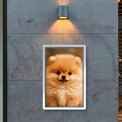 Adorable Pomeranian puppy poster 2