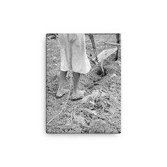 Alabama plow girl, near Eutaw, Alabama by Dorothea Lange canvas print on a plain backdrop in size 12"x16".