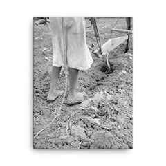Alabama plow girl, near Eutaw, Alabama by Dorothea Lange canvas print on a plain backdrop in size 18"x24".