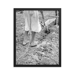 Alabama plow girl, near Eutaw, Alabama by Dorothea Lange framed print on a plain backdrop in size 16"x20".