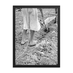 Alabama plow girl, near Eutaw, Alabama by Dorothea Lange framed print on a plain backdrop in size 18"x24".