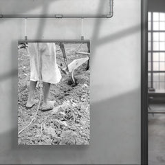 Alabama plow girl, near Eutaw, Alabama by Dorothea Lange poster 4