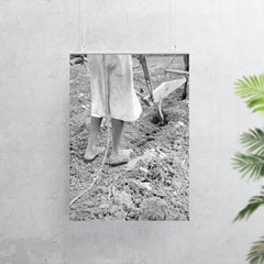 Alabama plow girl, near Eutaw, Alabama by Dorothea Lange poster 7