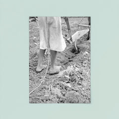 Alabama plow girl, near Eutaw, Alabama by Dorothea Lange poster 8