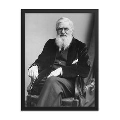 Alfred Russell Wallace framed print on a plain backdrop in size 18"x24".