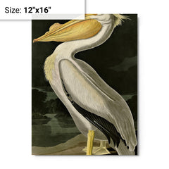 American White Pelican by John Audubon metal print on a plain backdrop in size 12"x16".