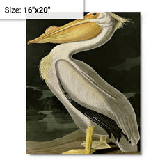 American White Pelican by John Audubon metal print on a plain backdrop in size 16"x20".