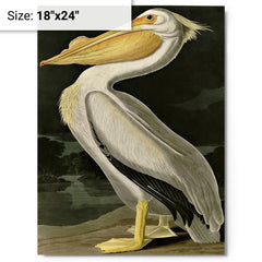 American White Pelican by John Audubon metal print on a plain backdrop in size 18"x24".