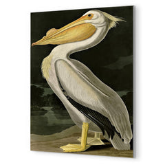 American White Pelican by John Audubon metal print mockup