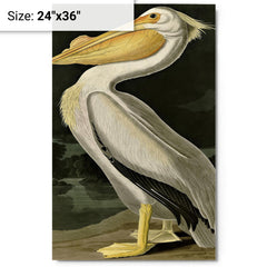 American White Pelican by John Audubon metal print on a plain backdrop in size 24"x36".
