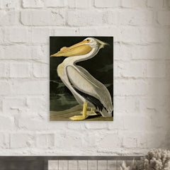 American White Pelican by John Audubon metal print mockup