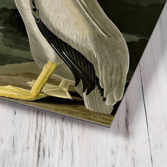 American White Pelican by John Audubon metal print mockup