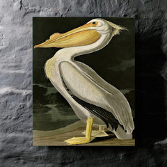 American White Pelican by John Audubon metal print mockup