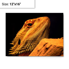 Bearded Dragon metal print on a plain backdrop in size 12"x16".