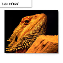 Bearded Dragon metal print on a plain backdrop in size 16"x20".