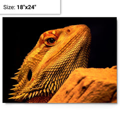 Bearded Dragon metal print on a plain backdrop in size 18"x24".