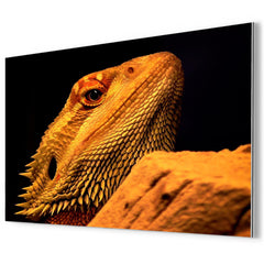 Bearded Dragon metal print mockup