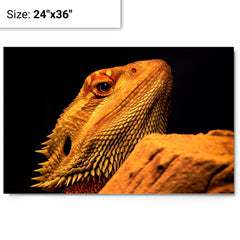 Bearded Dragon metal print on a plain backdrop in size 24"x36".