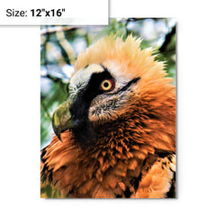 Bearded Vulture metal print on a plain backdrop in size 12"x16".