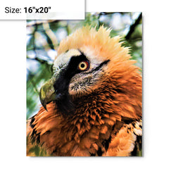 Bearded Vulture metal print on a plain backdrop in size 16"x20".