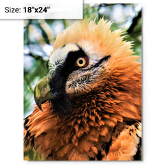 Bearded Vulture metal print on a plain backdrop in size 18"x24".