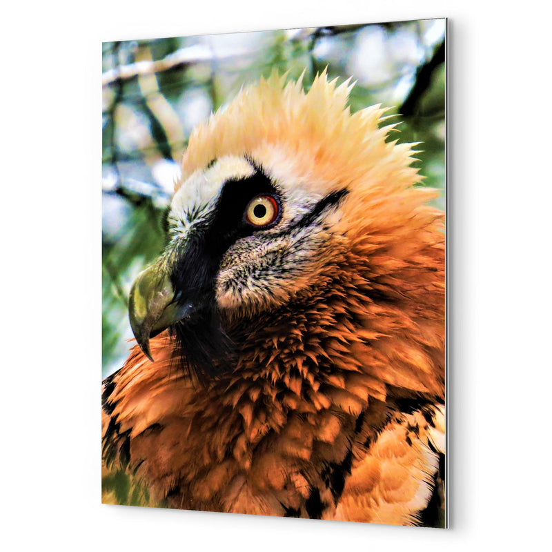 Bearded Vulture metal print mockup