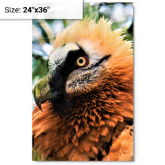 Bearded Vulture metal print on a plain backdrop in size 24"x36".