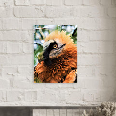 Bearded Vulture metal print mockup