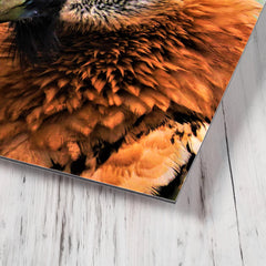 Bearded Vulture metal print mockup