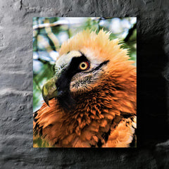 Bearded Vulture metal print mockup
