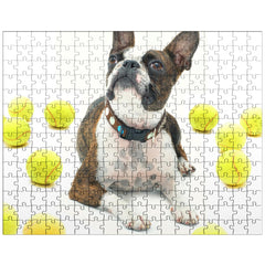 Boston Terrier With Tennis Balls jigsaw puzzle