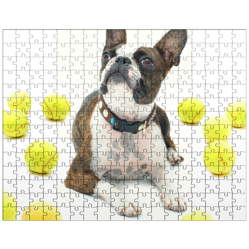 Boston Terrier With Tennis Balls jigsaw puzzle