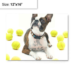 Boston Terrier With Tennis Balls metal print on a plain backdrop in size 12"x16".
