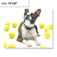 Boston Terrier With Tennis Balls metal print on a plain backdrop in size 16"x20".