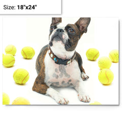 Boston Terrier With Tennis Balls metal print on a plain backdrop in size 18"x24".
