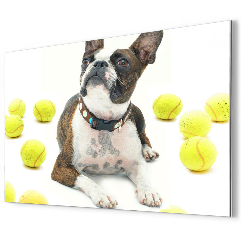 Boston Terrier With Tennis Balls metal print mockup