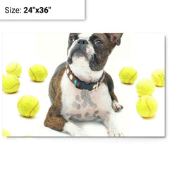 Boston Terrier With Tennis Balls metal print on a plain backdrop in size 24"x36".