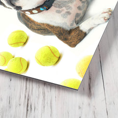 Boston Terrier With Tennis Balls metal print mockup