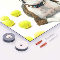 Boston Terrier With Tennis Balls metal print mockup