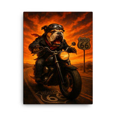 Bulldog biker roaring down Route 66 against a fiery sunset canvas print on a plain backdrop in size 18"x24".