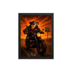 Bulldog biker roaring down Route 66 against a fiery sunset framed print on a plain backdrop in size 12"x16".