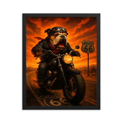 Bulldog biker roaring down Route 66 against a fiery sunset framed print on a plain backdrop in size 16"x20".